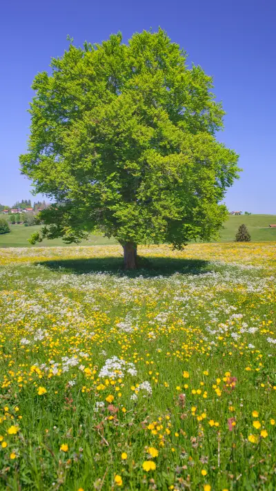 青草绿树-拍信图库