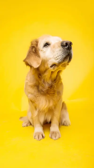 宠物金毛犬-视觉中国 - Screenshot 1