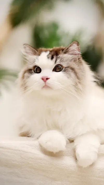 养猫和不养猫的区别