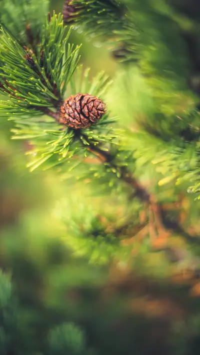 像峰塔一样的松果