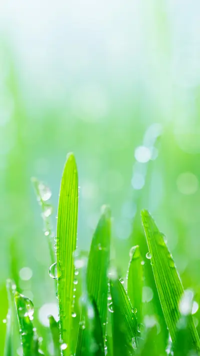 视觉中国-绿叶 - Screenshot 1