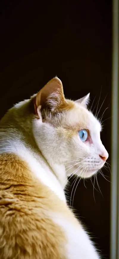 遗忘的猫-视觉中国