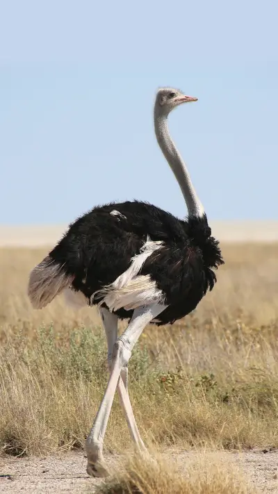 高贵鸵鸟-拍信图库