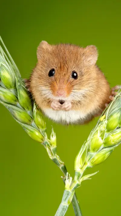 田鼠劈叉秀柔软身躯