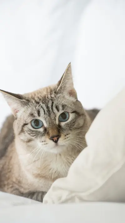 喵星人-拍信图库