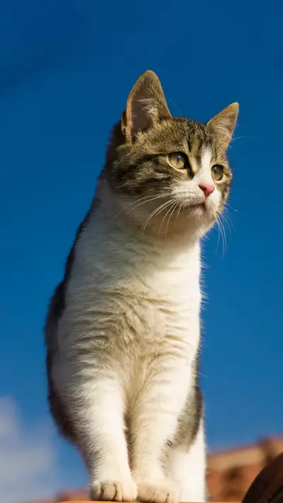 猫咪为啥喜欢站高处