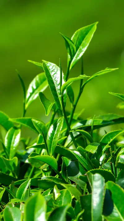 护眼植物清新壁纸-锐景创意 - Screenshot 1