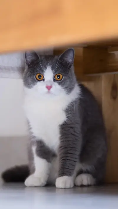 当代猫奴的谎言 - Screenshot 1