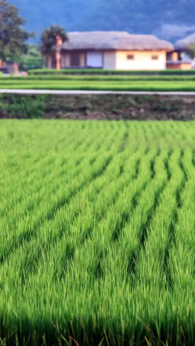 森林之美-创客贴