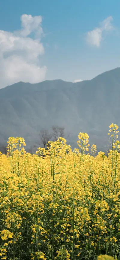 自然风光壁纸-锐景创意 - Screenshot 1