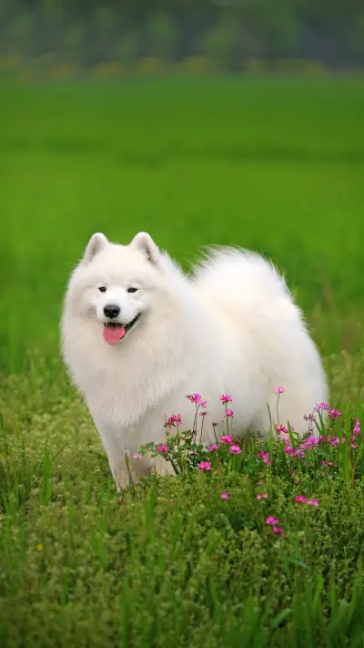 狗狗也需要“美黑”