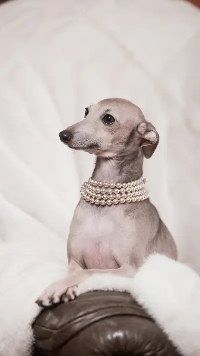 萌宠的陪伴-锐景创意