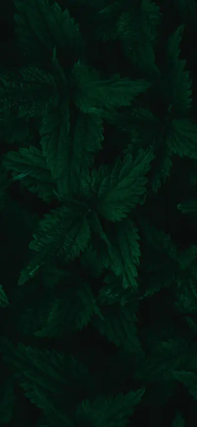 深色植物壁纸-锐景创意