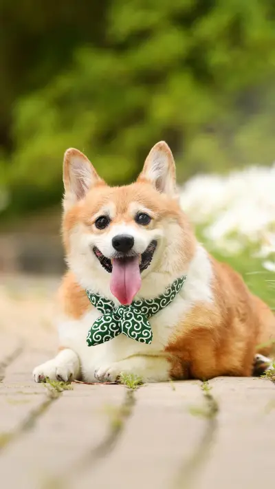 养柯基的心理准备