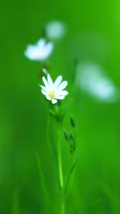 春色满园-拍信图库