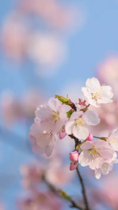 粉色春天 - Screenshot 1