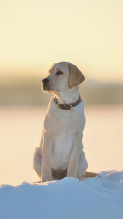 狗界大胃王 - Screenshot 1