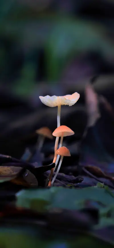 野生蘑菇壁纸-锐景创意 - Screenshot 1