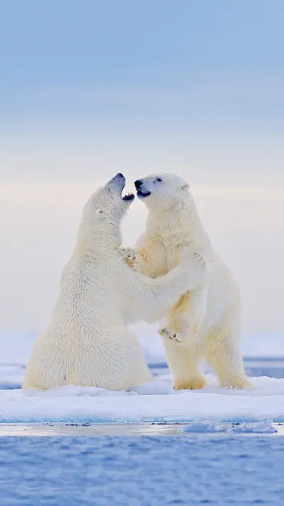 治愈北极熊-拍信图库