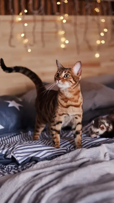 它们是暖心小天使