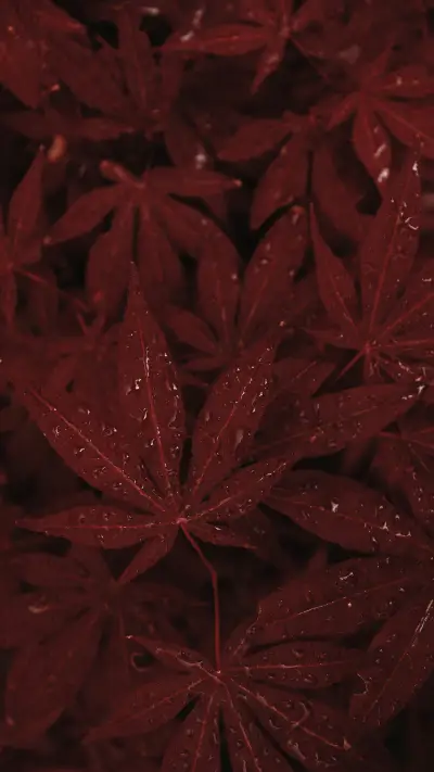 满目是你 - Screenshot 1