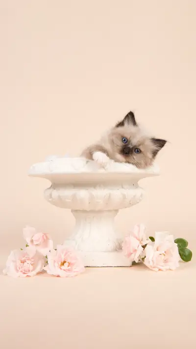 守护神殿的喵星人