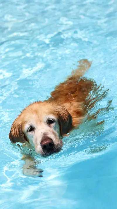 游泳的小狗-锐景创意