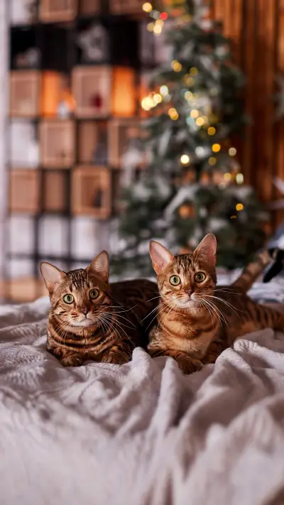 猫咪为什么爱舔主人