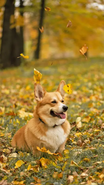 5阶段看狗狗的一生