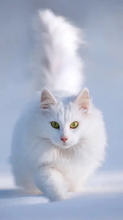 可爱萌宠小猫咪 - Screenshot 1