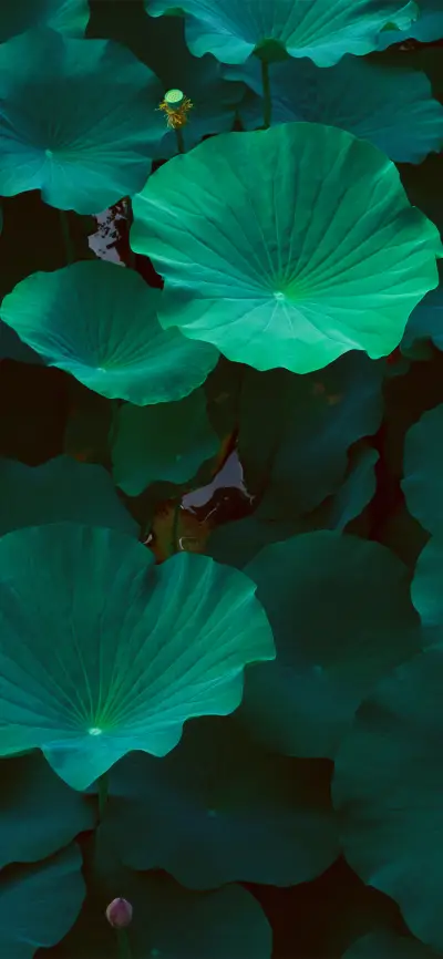 夏日荷花荷叶壁纸-锐景创意