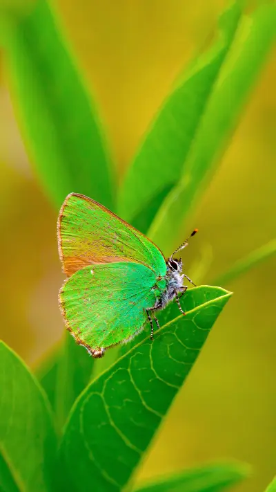 唯有蜻蜓蛱蝶飞-拍信图库