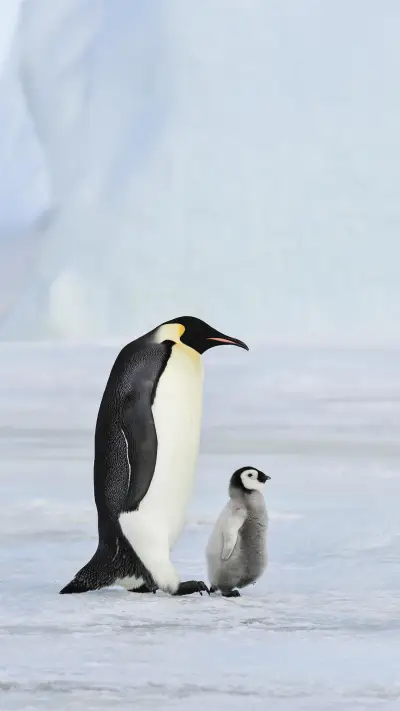 南土著居民企鹅