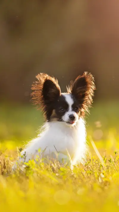 养宠物必知的事 - Screenshot 1