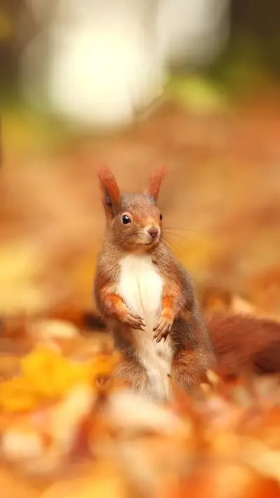 好奇小松鼠壁纸-锐景创意 - Screenshot 1