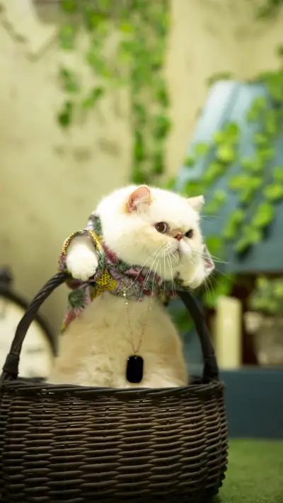 你家猫咪陪你学习吗