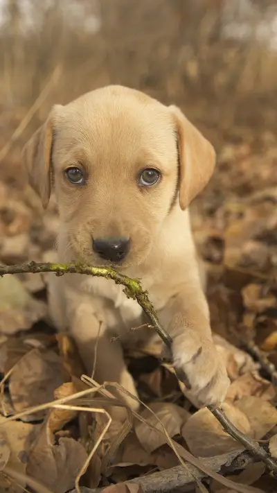 可爱宠物-视觉中国 