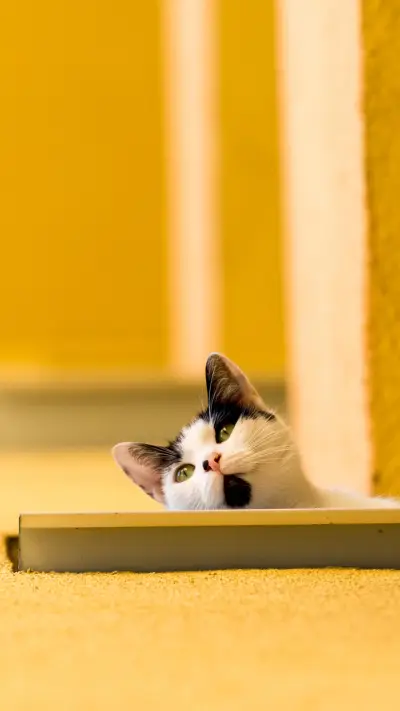 你家猫咪粘人吗