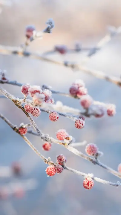 古代的霜降大数据