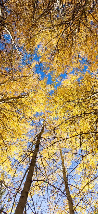 黄金岁月-拍信图库