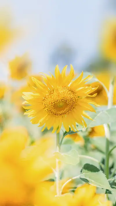 花影 (4) - Screenshot 1