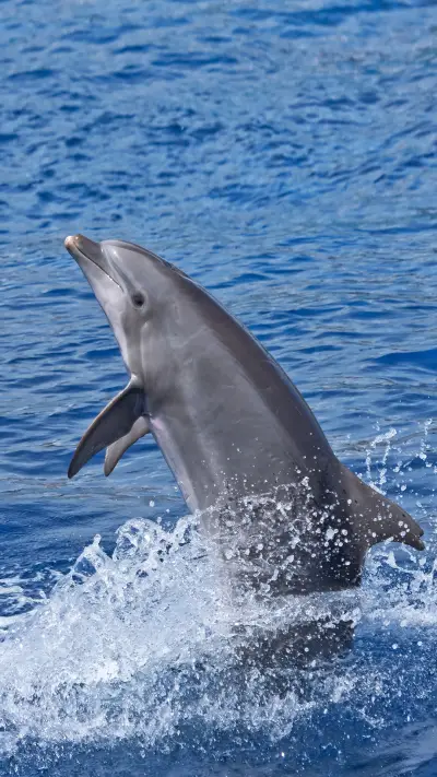 海洋中的小精灵-拍信图库