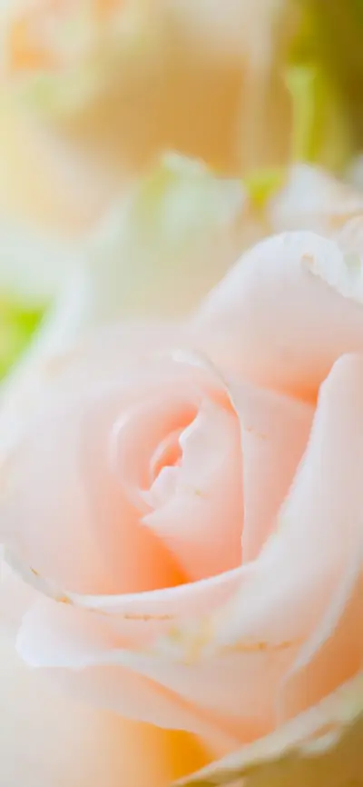 高级花蕊壁纸-锐景创意 - Screenshot 1