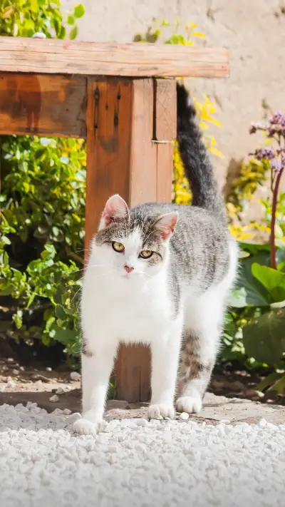 让猫咪过个清爽夏日 - Screenshot 1