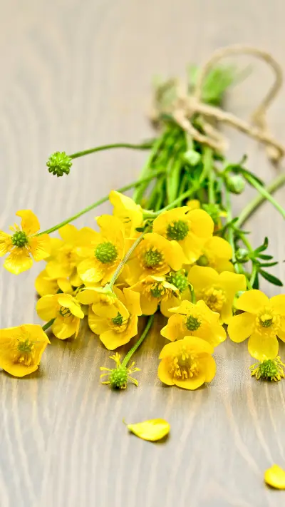 爱是理性的放纵