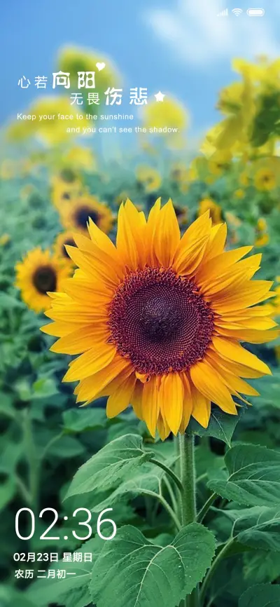 励志向阳花开