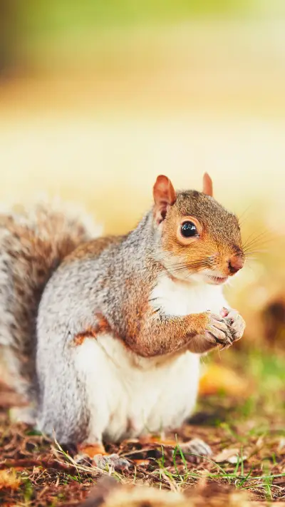 森林中的小精灵 - Screenshot 1