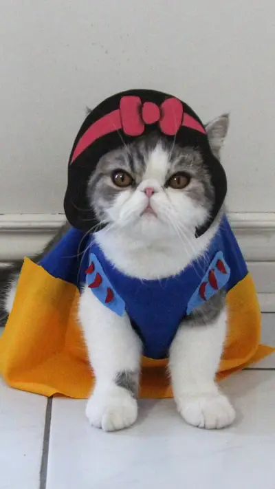 猫咪的制服诱惑