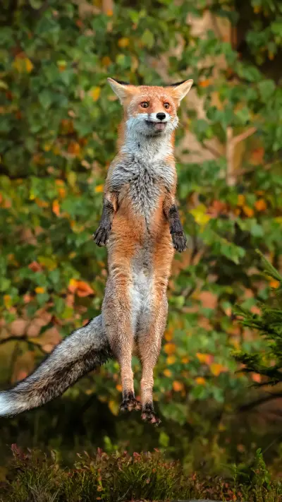 善待动物-锐景创意