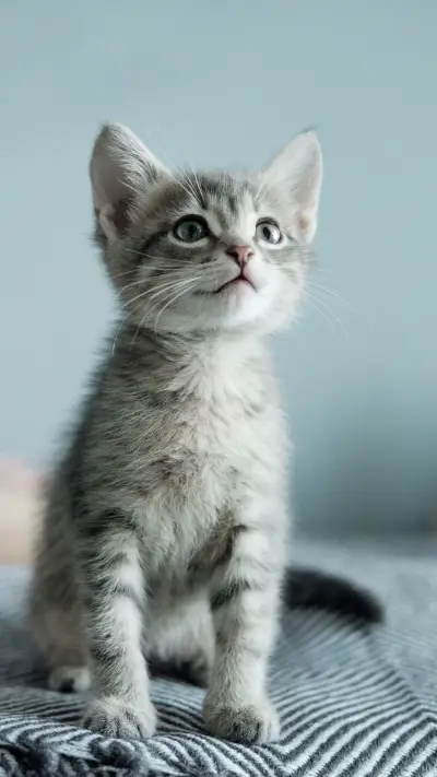 猫咪为什么喜欢磨爪子